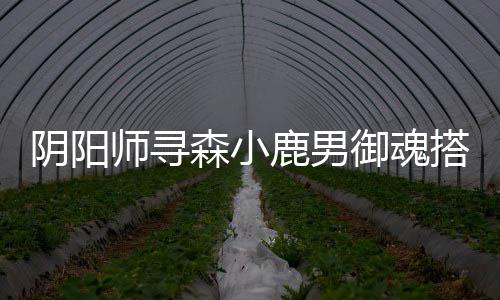 搭配师寻森小鹿男阴阳御魂